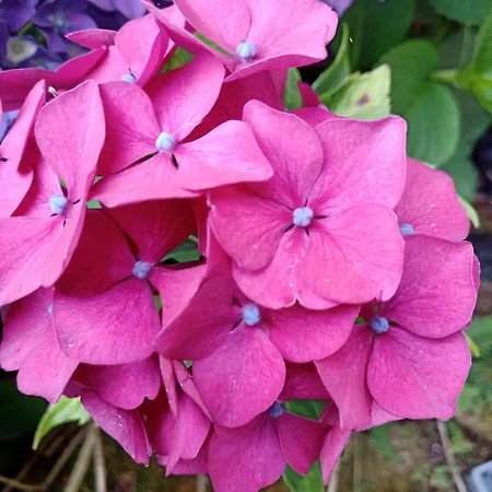 La Tentonniere דירה