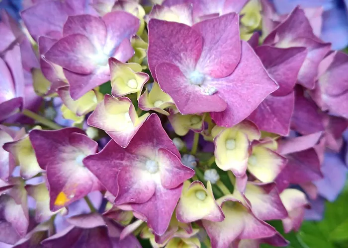 Apartman La Tentonniere Saint-Michel-de-Montjoie